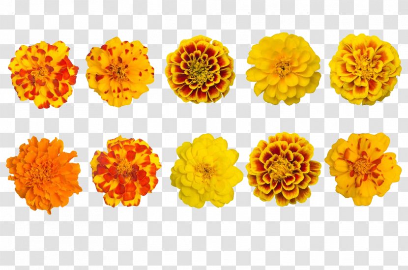 Mexican Marigold Calendula Officinalis Tagetes Lucida Flower - Cut Flowers - Various Varieties Of Collection Transparent PNG