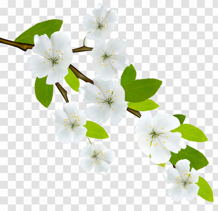 Flowering Dogwood Branch Clip Art - Cornus Officinalis - White Flowers Transparent PNG