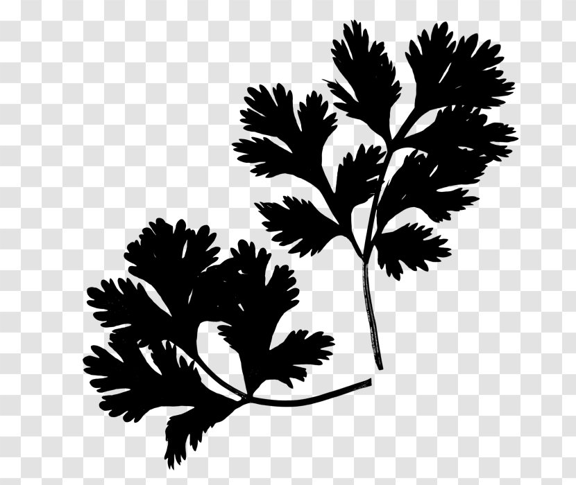 Stroller Tobacco Leaf Plant Stem Plants - Blackandwhite - Tree Transparent PNG