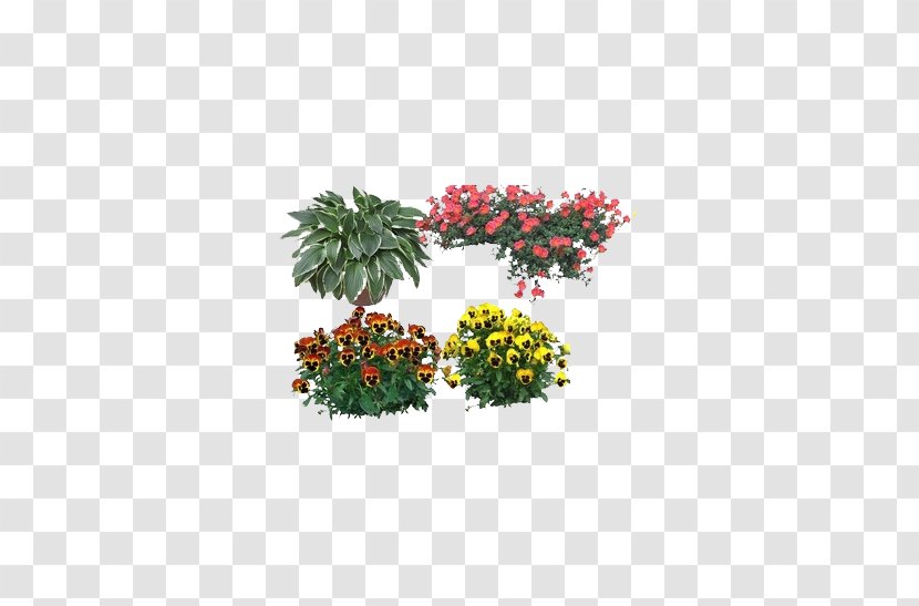 Dendranthema Lavandulifolium German Chamomile Flower - Chrysanthemum - Morning Glory Picture Material Transparent PNG
