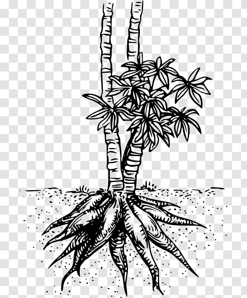 Cassava Drawing Tapioca Chip - Organism - Yuca Transparent PNG