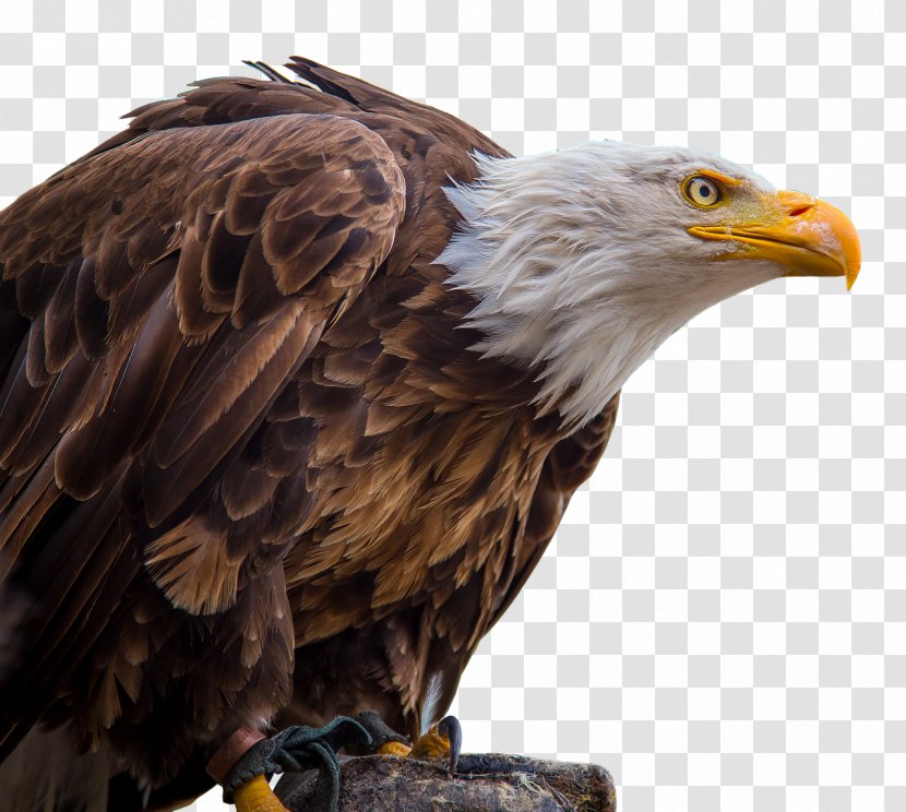 Bald Eagle White-tailed Clip Art - Fauna Transparent PNG