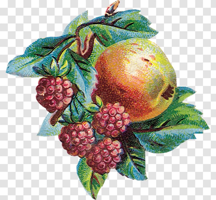Thumb Fruit - Berry - Vintage Transparent PNG