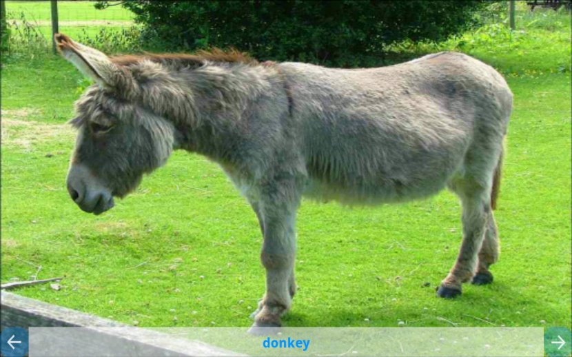 Anteater Domestic Pig Animal Donkey Mule - Wildlife - Zoo Animals Transparent PNG