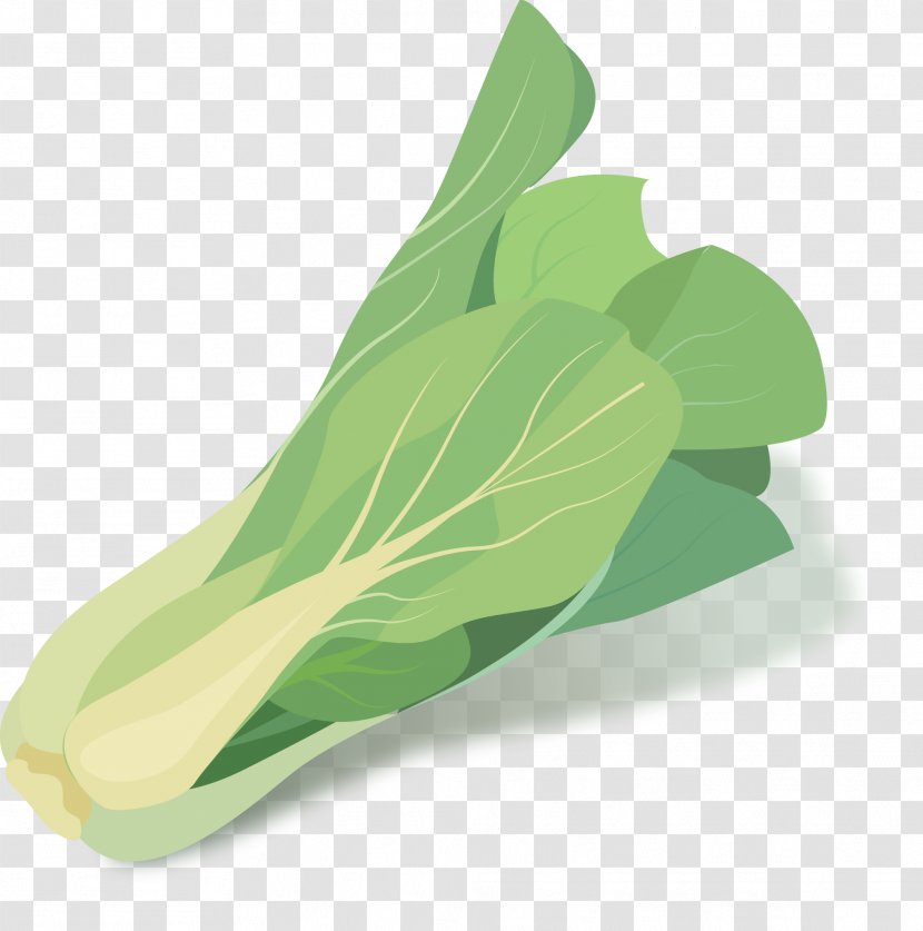 Cabbage Green Vegetable - Napa - Hand-painted Vector Transparent PNG