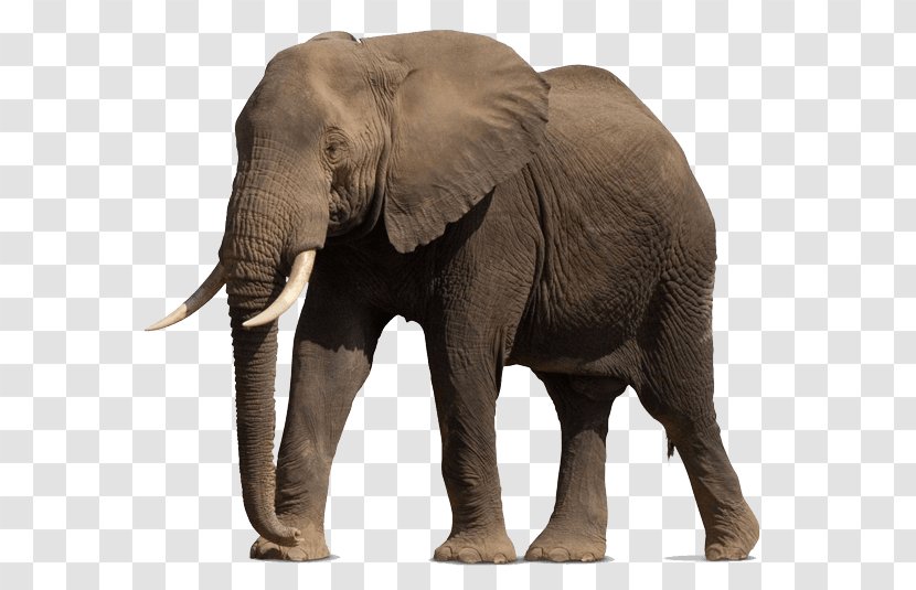 African Bush Elephant Elephants Addo National Park Forest Proboscideans - Highdefinition Television Transparent PNG