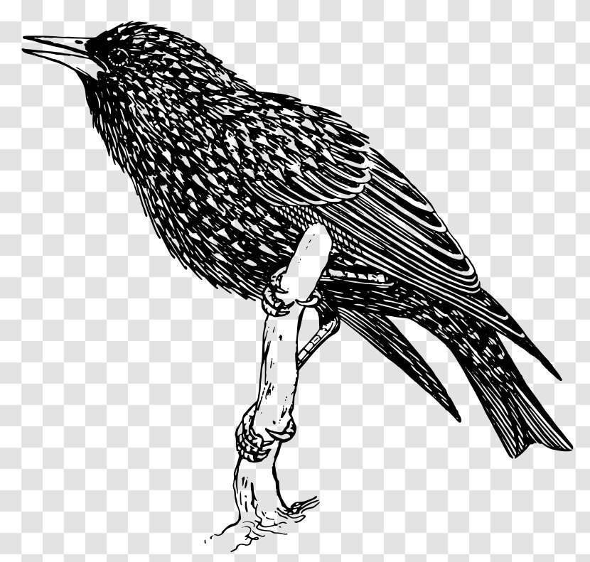 Common Starling Bird Pelican Clip Art - Beak Transparent PNG