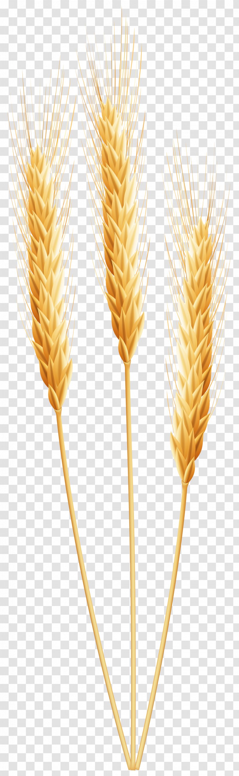 Emmer Cereal Germ - Drawing - Wheat Clip Art Image Transparent PNG