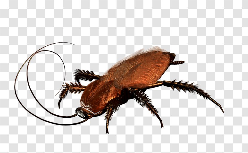 Cockroach Beetle Pest Control - Arthropod Transparent PNG
