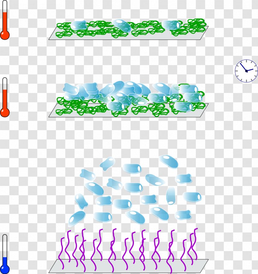 Monolayer Tissue Culture Suspension - Technology - Cell Transparent PNG