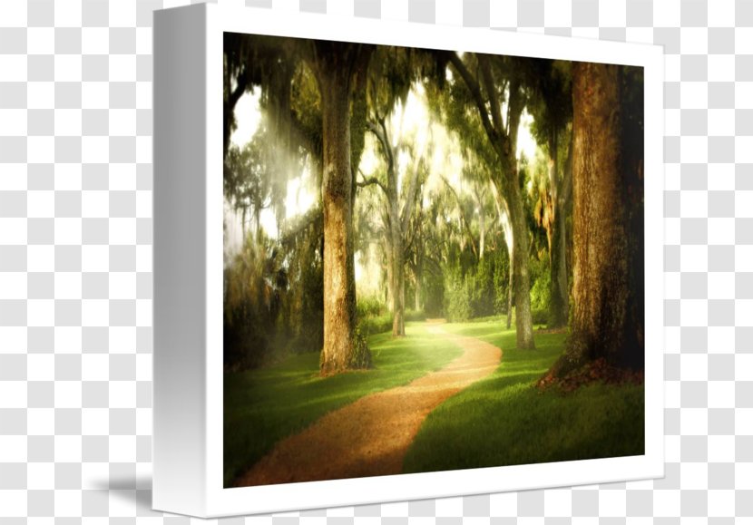 Gallery Wrap Painting Picture Frames Canvas Landscape Transparent PNG