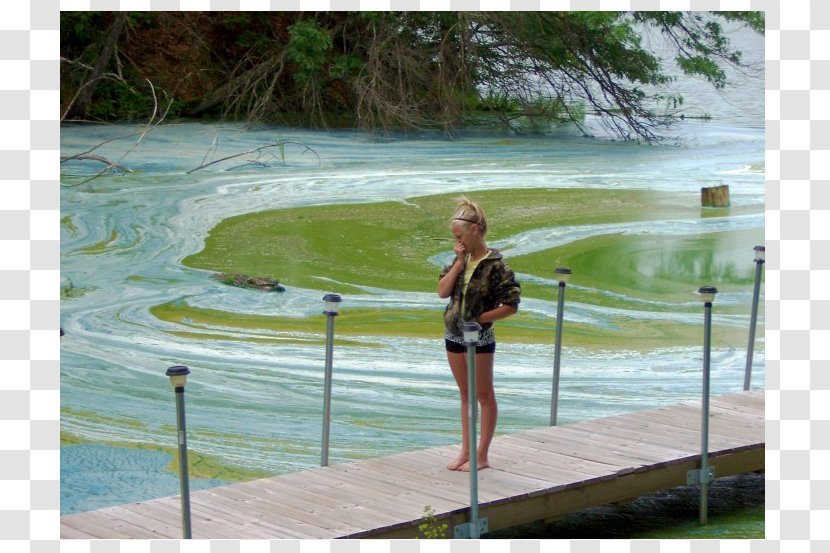 Algal Bloom Grand Lake St. Marys State Park Water Resources - Recreation Transparent PNG