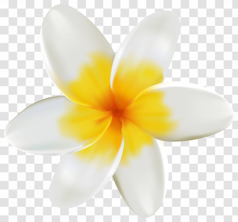 Plumeria Clipart Image - Flower - Yellow Transparent PNG