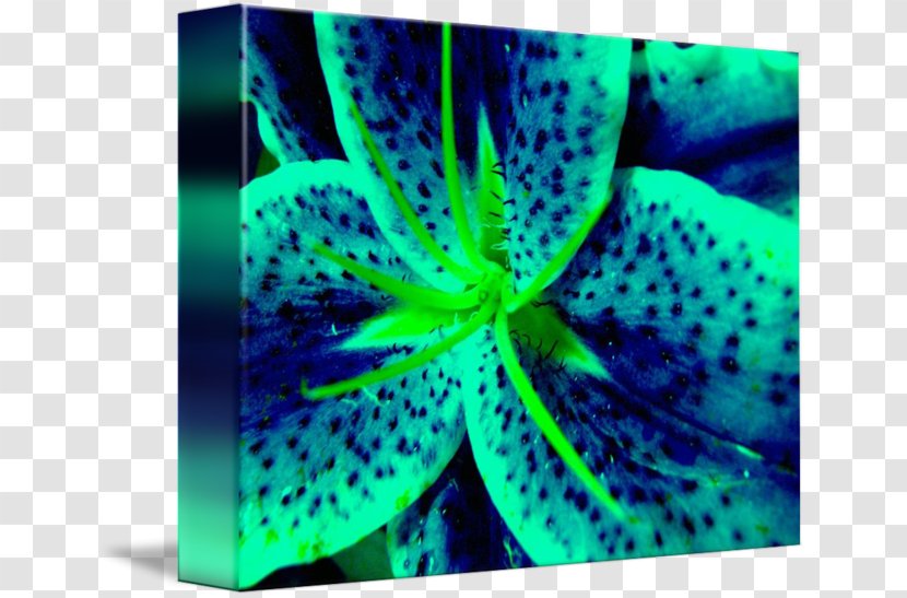 Marine Invertebrates Green Blue Lily 'Stargazer' Close-up - Organism - Stargazer Transparent PNG