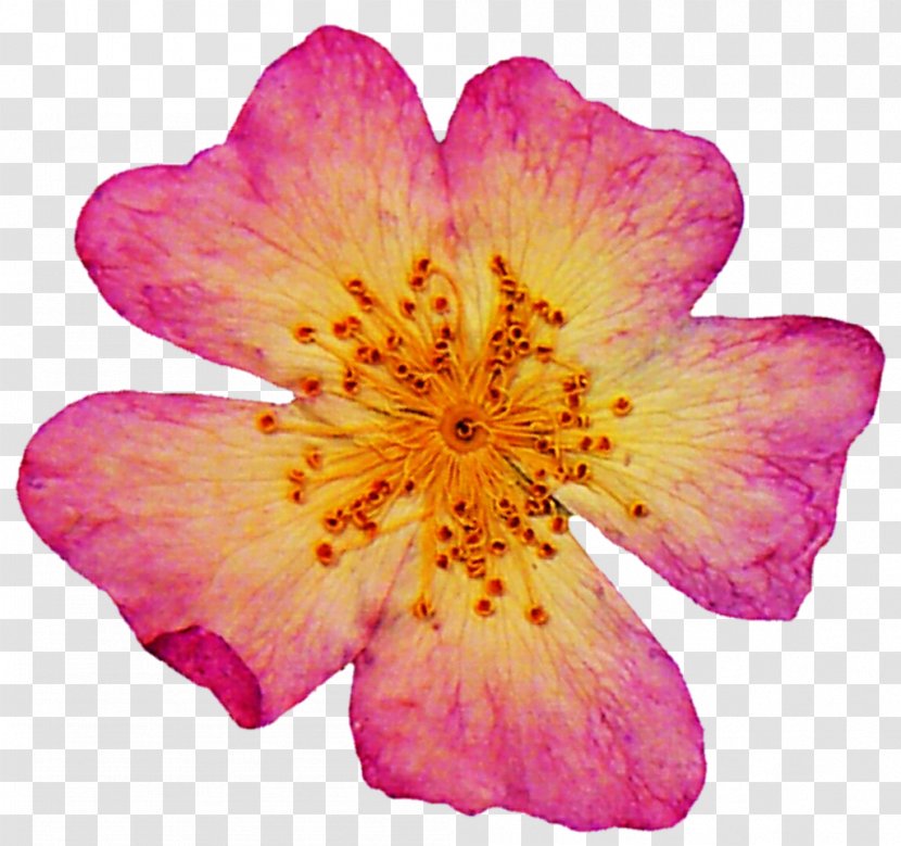 Pressed Flower Craft Petal Art Rose - Order - Dried Transparent PNG