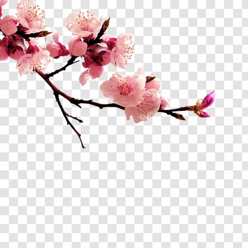 China Clip Art - Cut Flowers - Plum Flower Transparent PNG