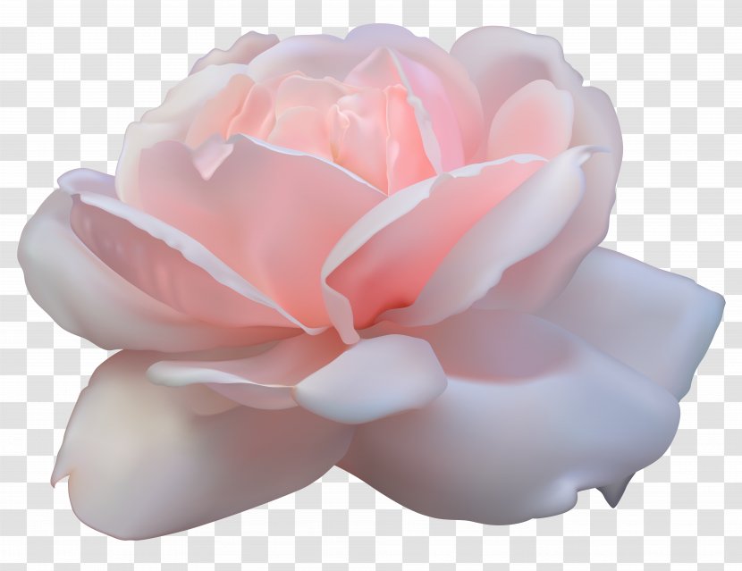 Centifolia Roses Pink Flowers - Flowering Plant - Beautiful Rose Image Transparent PNG
