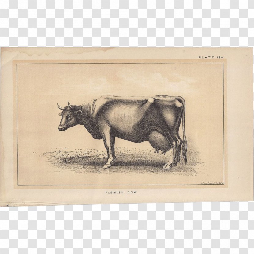 Bull Cattle Ox Horse Drawing Transparent PNG