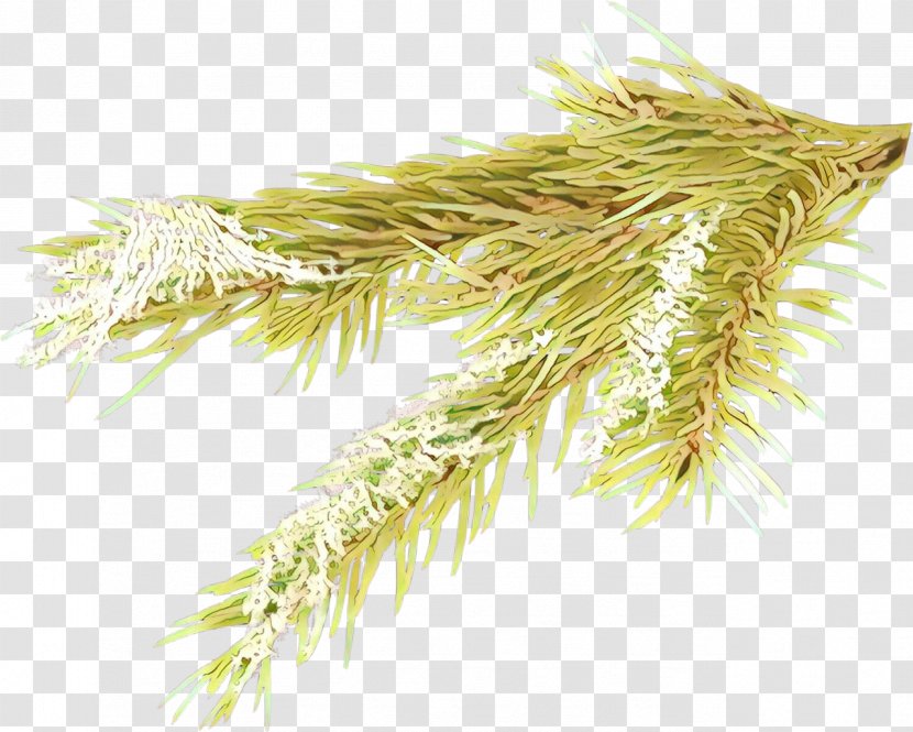 White Pine Plant Grass Red Tree - Family Transparent PNG
