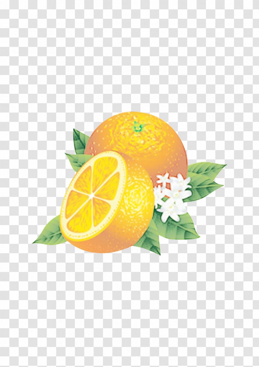 Lemon - Yellow - Citron Kumquat Transparent PNG