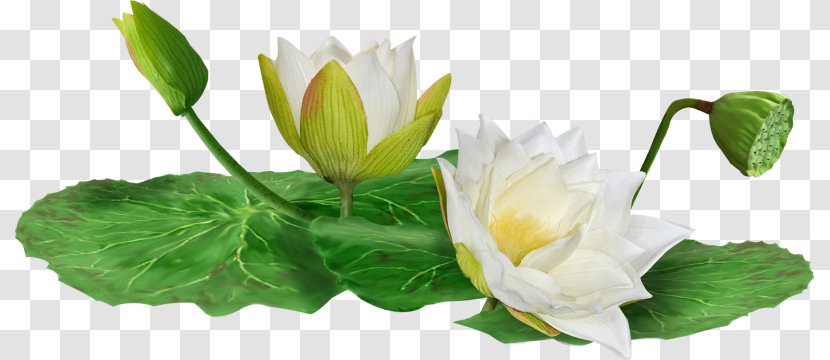 Clip Art - Water Lily - White Lotus Plant Material Transparent PNG