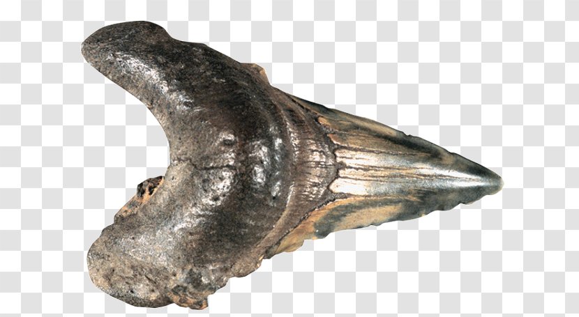 Jaw Fossil Group - Shark Tooth Transparent PNG