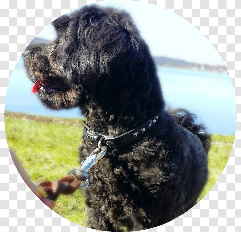 Cockapoo Schnoodle Wirehaired Pointing Griffon Portuguese Water Dog Spanish - Lhasa Apso Transparent PNG