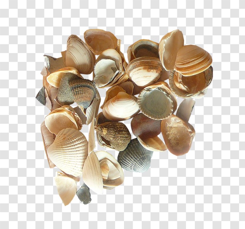 Metal Background - Mollusc Shell - Beige Transparent PNG