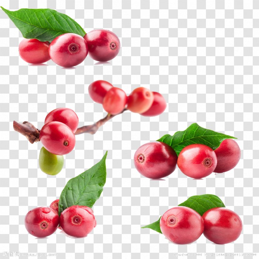 Coffee Bean Tea Green Extract Red - Ingredient - Cherry Elements = Transparent PNG