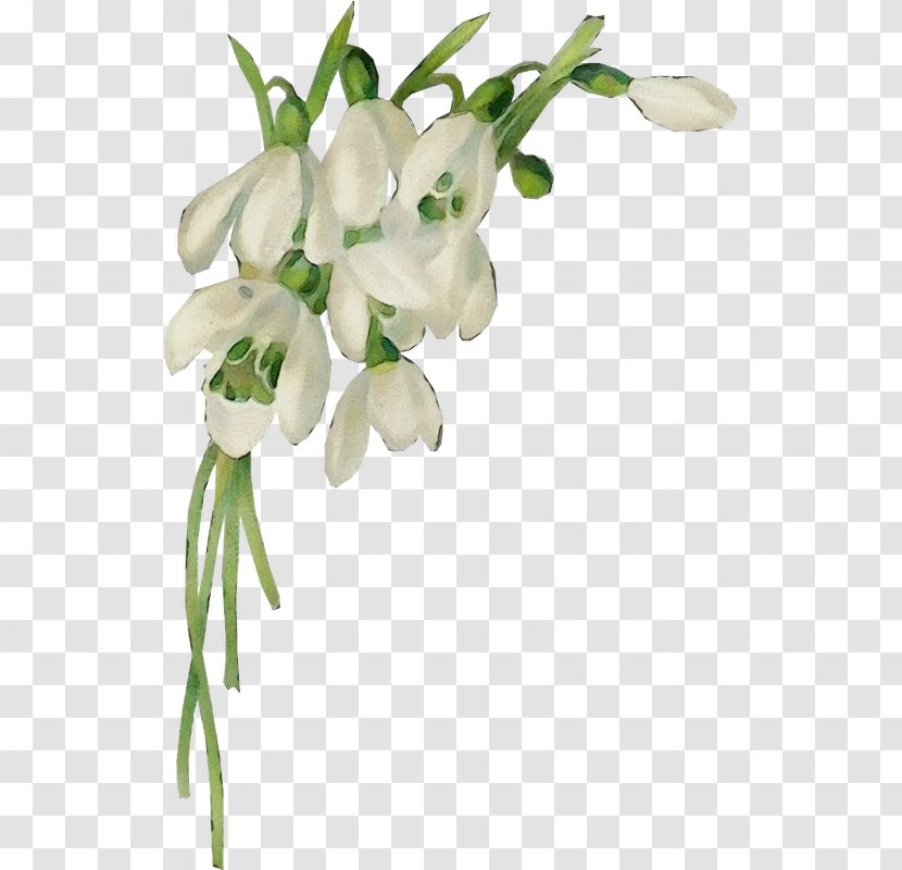 Flowers Background - Floral Design - Artificial Flower Moth Orchid Transparent PNG