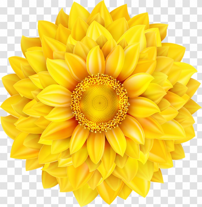 Common Sunflower Euclidean Vector Royalty-free Illustration - Daisy Family - HD Yellow Sunflowers Transparent PNG
