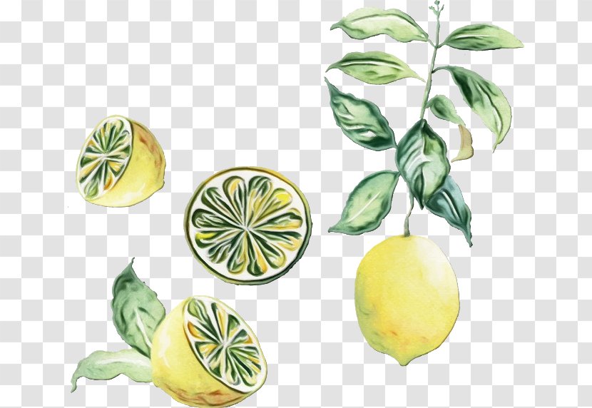 Watercolor Flower Background - Plant - Key Lime Sweet Lemon Transparent PNG