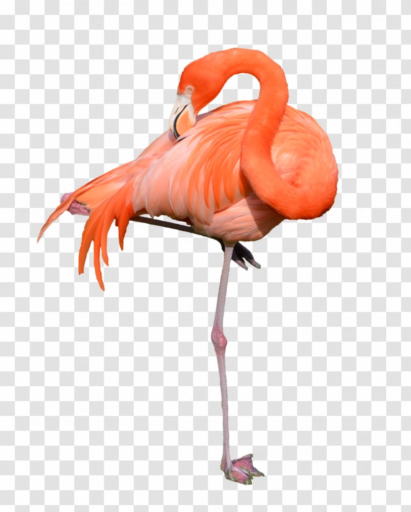 Flamingo Clip Art - Document Transparent PNG