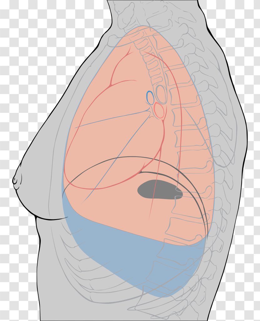 Pleurisy Pleural Cavity Effusion Lung Inflammation - Flower - Landmarks Transparent PNG