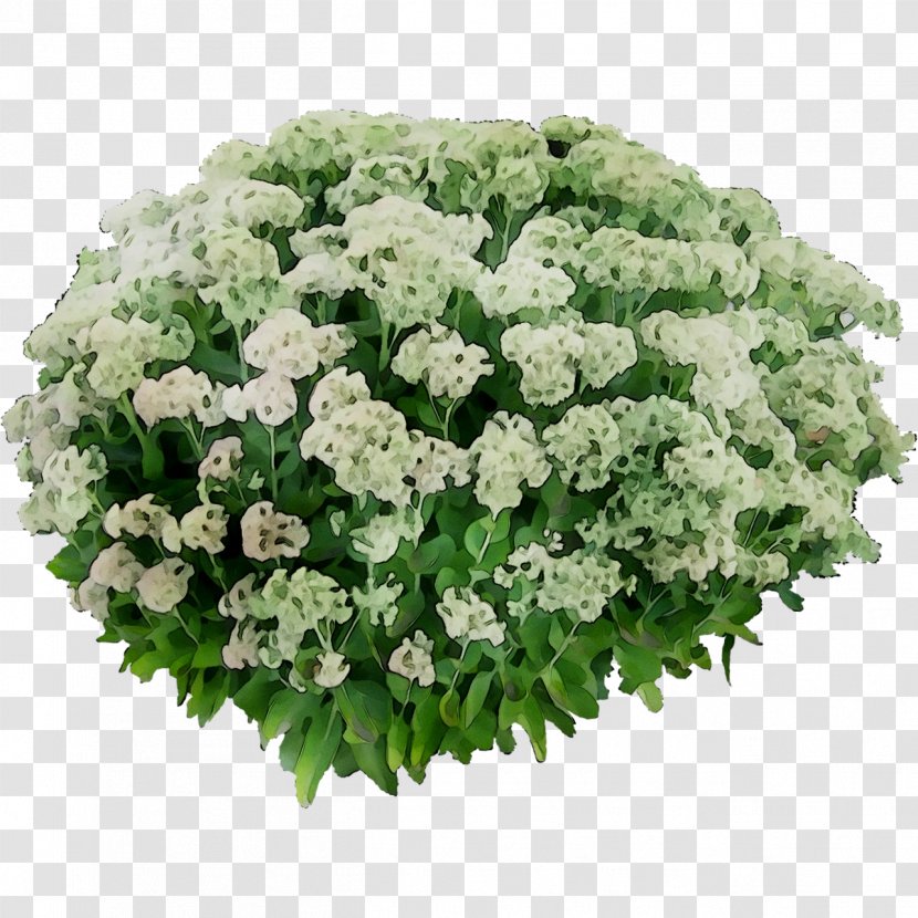 Hydrangea Floral Design Cut Flowers Sweet Alyssum - Cornales - Shrub Transparent PNG