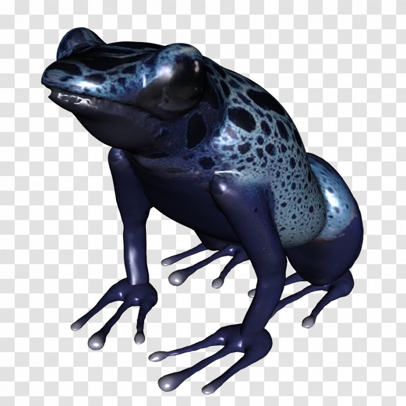 True Frog Amphibian Golden Toad - Organism Transparent PNG