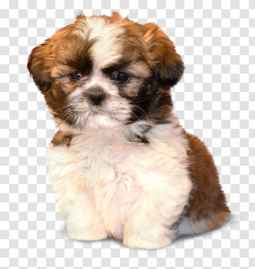 Morkie Shih Tzu Puppy Havanese Dog Schnoodle - Breed Transparent PNG
