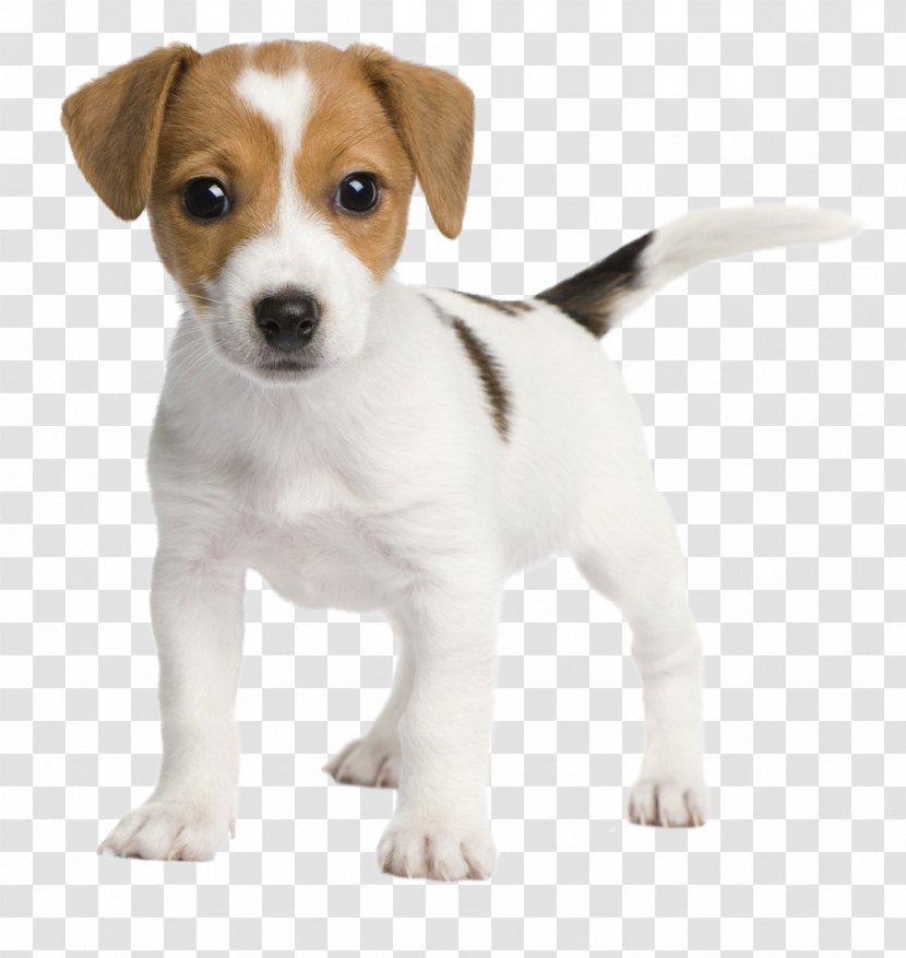Jack Russell Terrier Parson Puppy Goldendoodle Transparent PNG