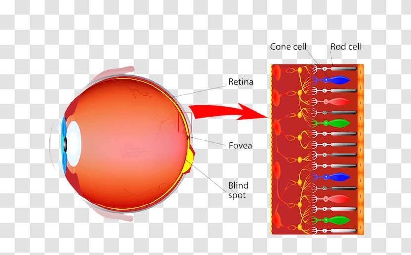 Cone Cell Photoreceptor Rod Retinal Ganglion - Eye Transparent PNG