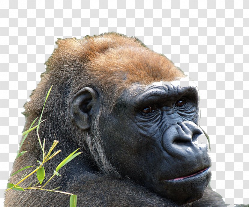 Common Chimpanzee Western Gorilla Lowland Ape Animal - Mammal - Grass Transparent PNG