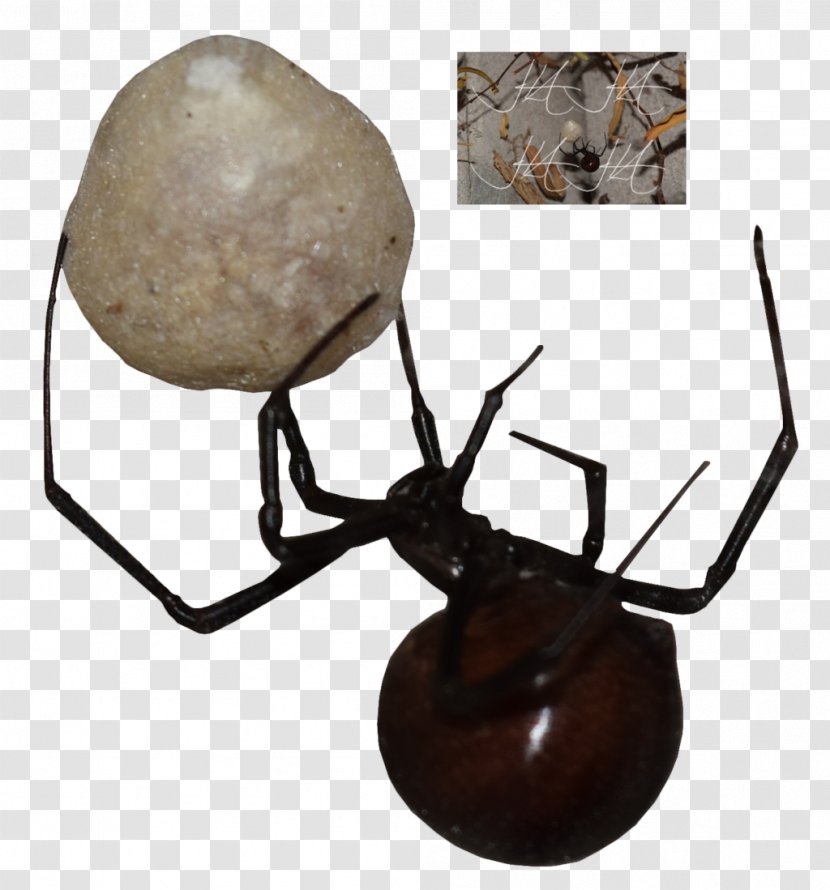 Black Widow - Arachnid - Arthropod Transparent PNG