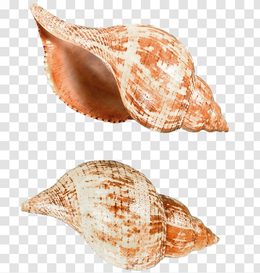 Seashell Sea Snail Clip Art - Conch Transparent PNG