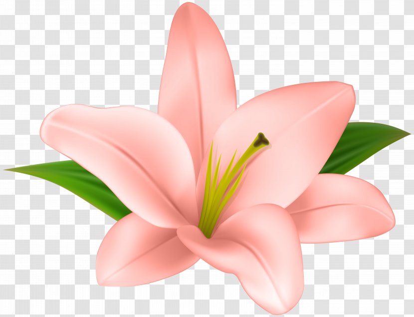 Lilium Clip Art - Flowering Plant - Lilly Flower Transparent Transparent PNG