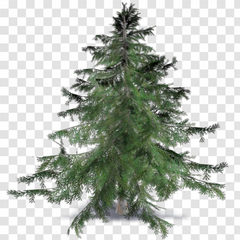 Spruce Fir Pine Cedrus Brevifolia Larch - Plant - Needle Transparent PNG