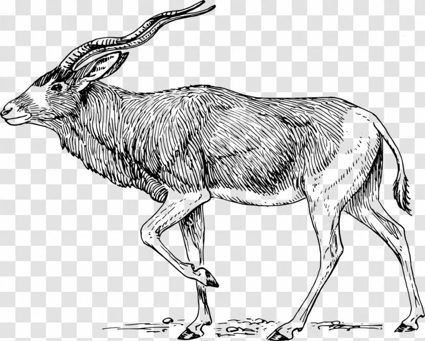 Addax Download Clip Art - Coloring Book - Antelope Horn Transparent PNG