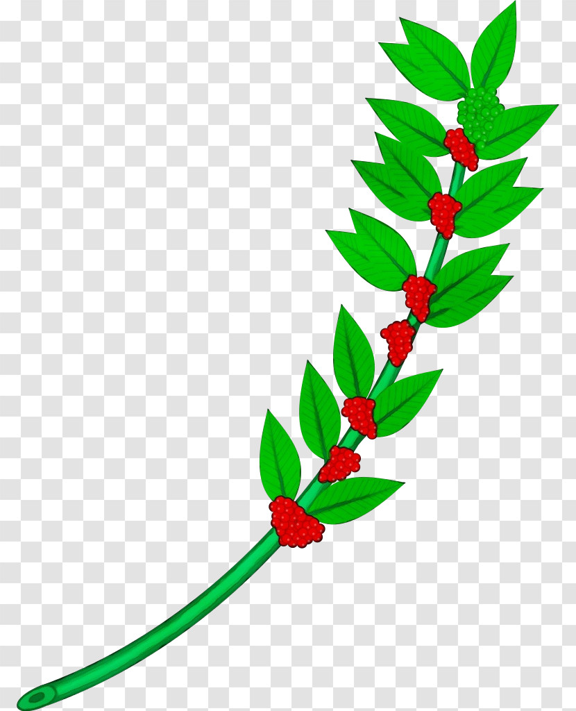 Holly Transparent PNG