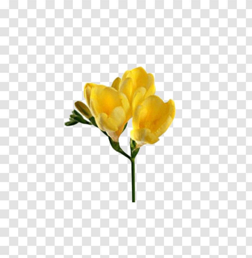 Flower Flowering Plant Yellow Petal - Tulip - Stem Transparent PNG