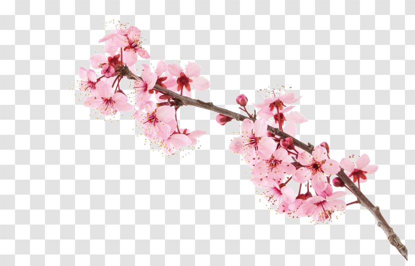 Cherry Blossom Stock Photography Transparent PNG
