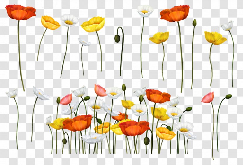 Poppy Flower Clip Art - Flora - Red Poppies Transparent PNG