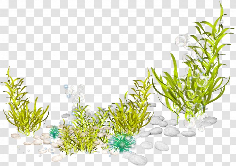 Marine Biology Aquatic Plants Ocean Seabed - Herb - Sand Transparent PNG